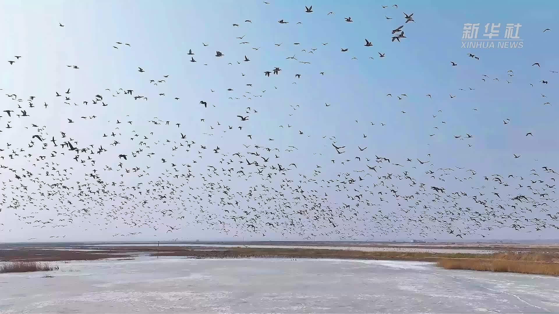 瞰中国｜内蒙古：万鸟赴约科尔沁湿地