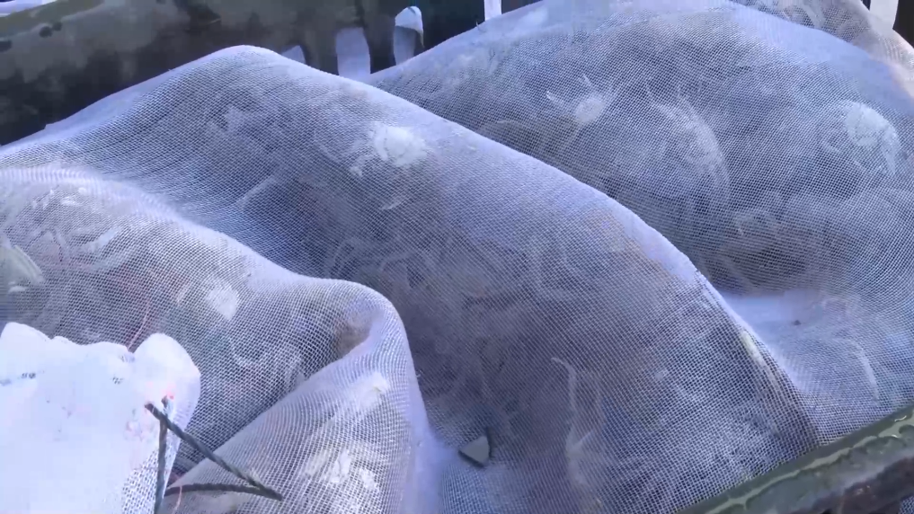 陕西黄龙：30万尾蟹苗助农走好水产养殖致富路