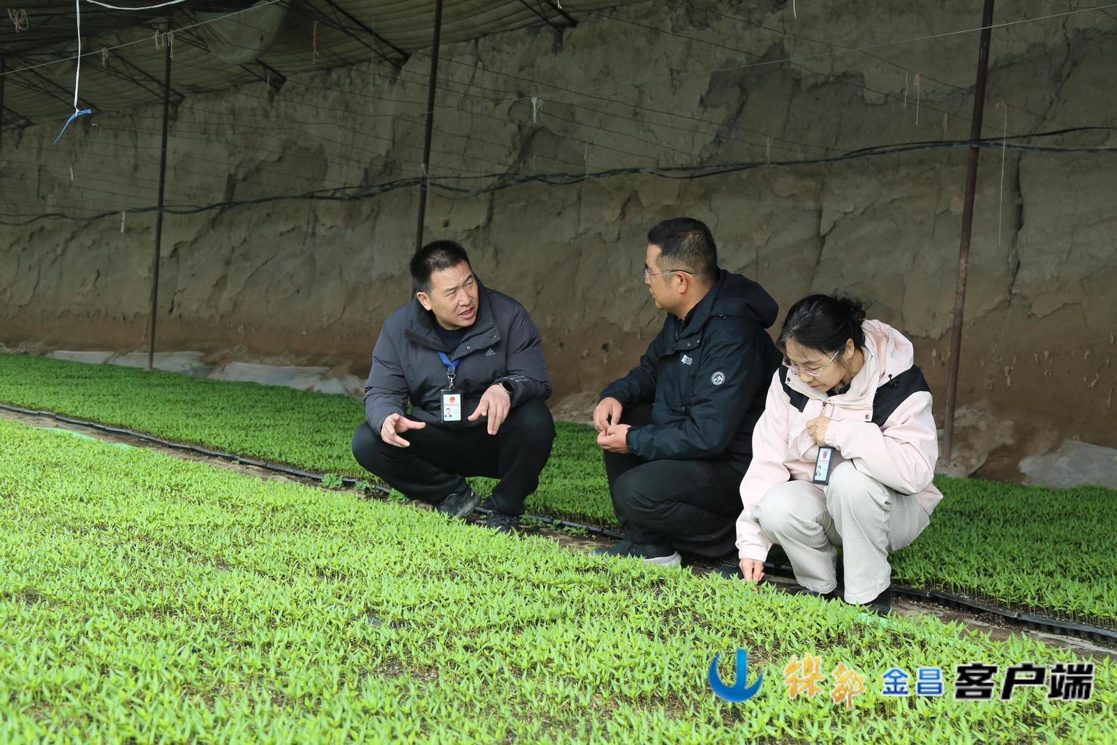 △金昌市纪委监委工作人员深入田间地头、种植基地、育苗大棚，开展精准监督。