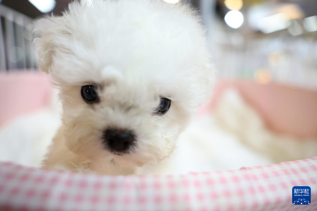 这是3月27日在2026西部宠物展兰州展上拍摄的宠物犬　新华社记者　陈斌　摄