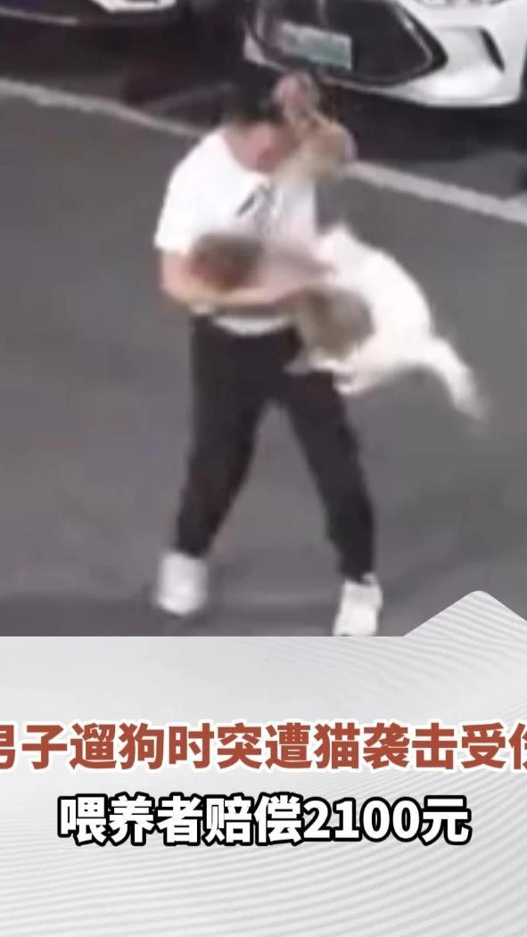 男子遛狗时突遭猫袭击，抱起狗后被猫扑咬倒地多处受伤，喂养者赔偿2100元