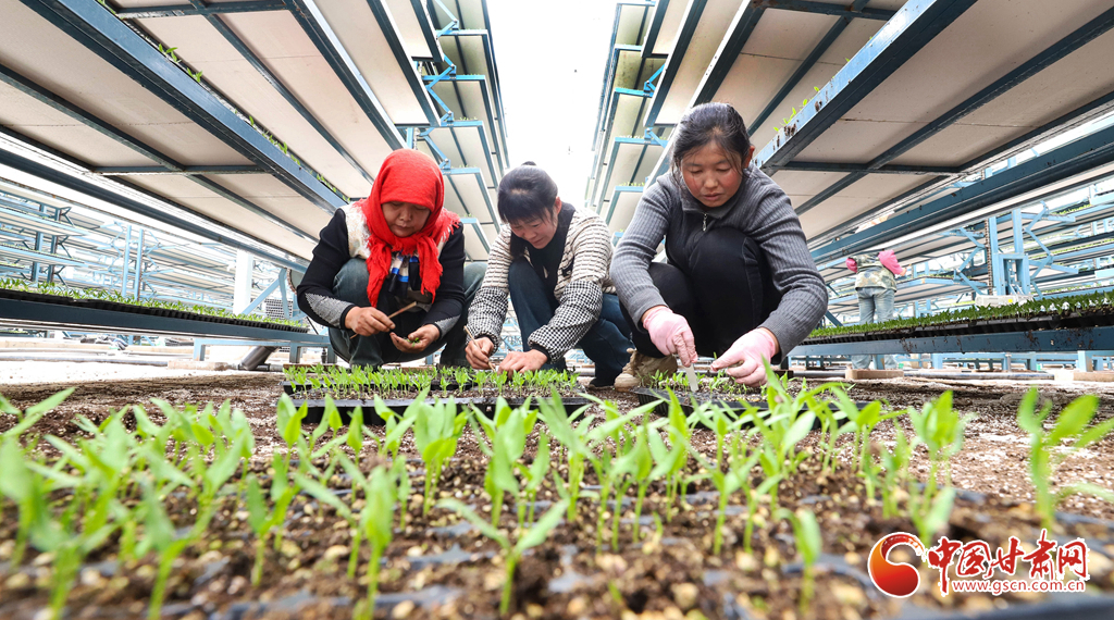 工作人员正在进行分苗、间苗和补苗