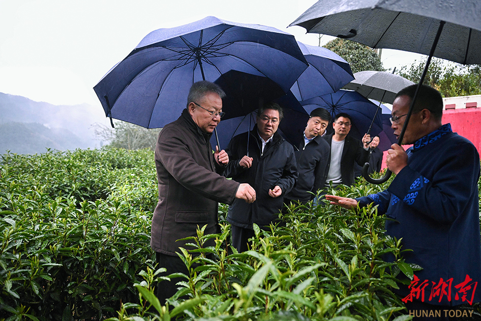 3月23日，沈晓明来到吉首市马颈坳镇隘口村黄金茶种植基地调研。