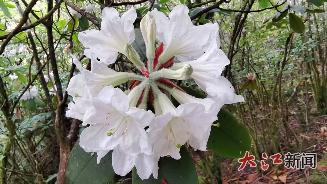 盛放的小溪洞杜鹃（资料图，受访者供图）