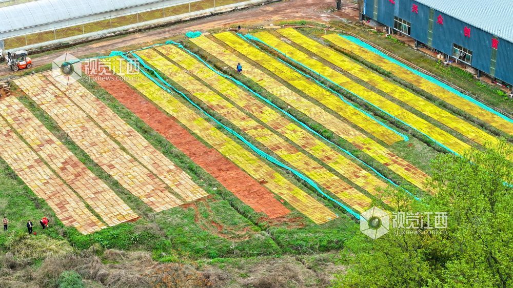 江西萍乡：春来育秧管护忙（图）