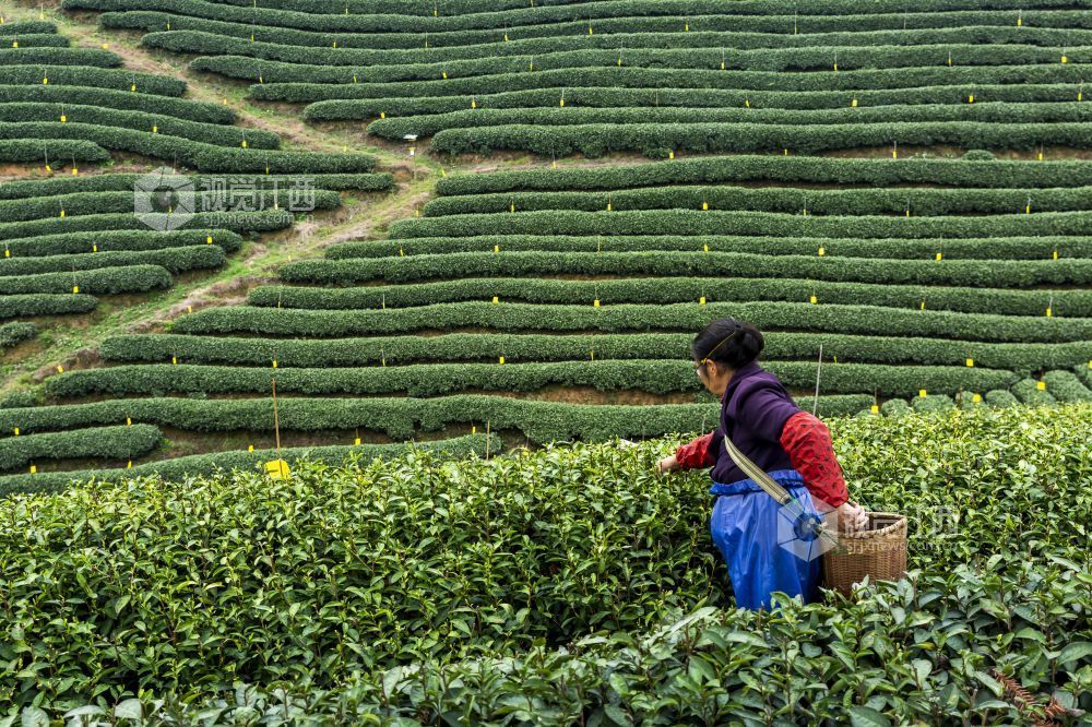 吉安市吉水县螺田镇老山村盘岭生态有机茶场，茶农在茶园采摘明前茶。