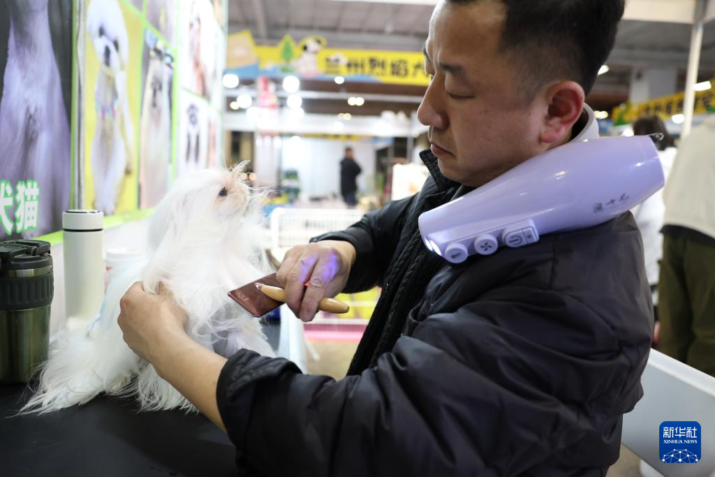 3月27日，宠物美容师罗海在2026西部宠物展兰州展上为宠物犬梳理毛发。新华社记者　陈斌　摄