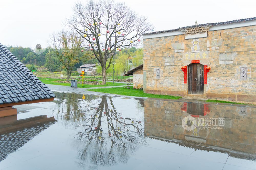 2026年3月20日，江西省金溪县合市镇游垫古村春雨如丝，樱花绽放，与柳条相映成趣。