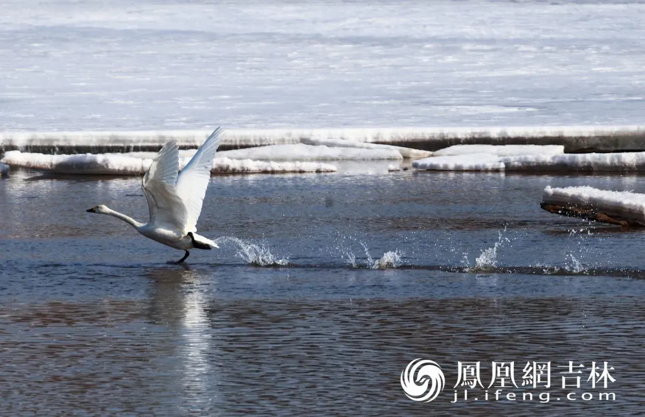 长春北湖春日“百鸟图”