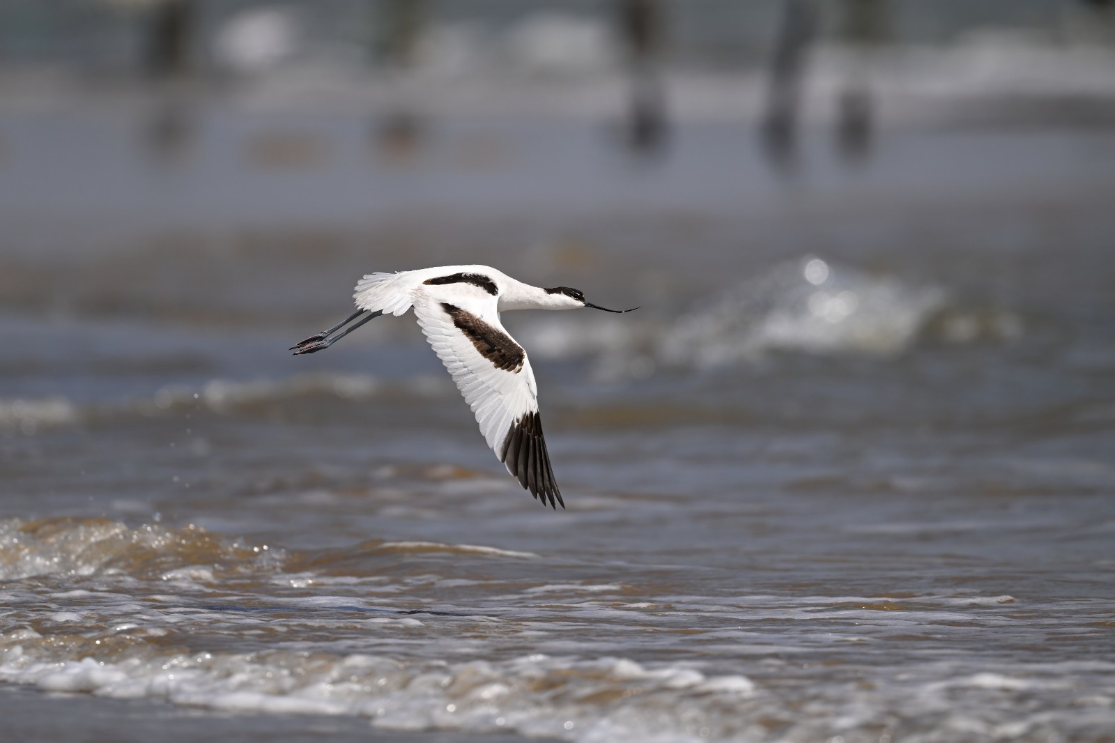 反嘴鹬 邵光峰 摄