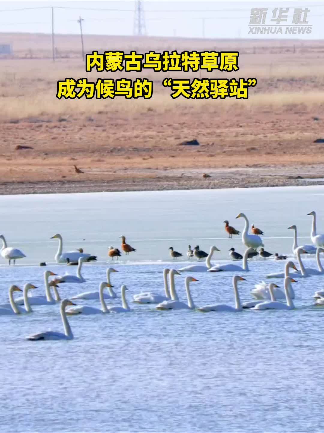 内蒙古乌拉特草原成为候鸟的“天然驿站”