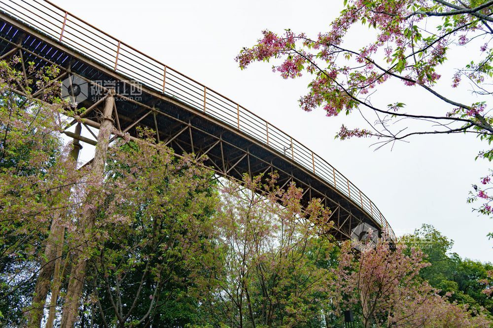 2026年3月20日，江西省金溪县合市镇游垫古村春雨如丝，樱花绽放，与柳条相映成趣。