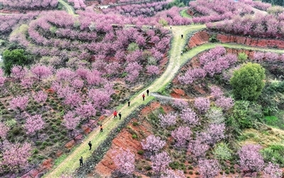 樱花盛开引客来，芦溪源南乡绘就春日“生态画卷”