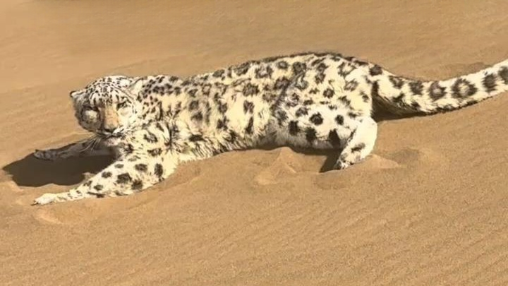新疆一沙漠惊现雪豹，网友取名“沙尘豹”