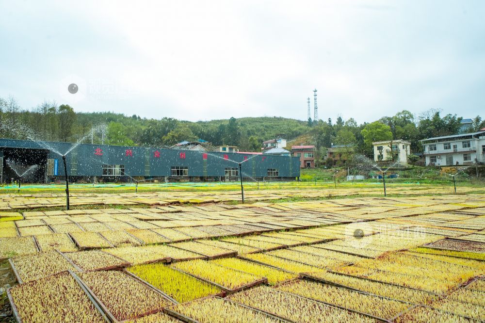 江西萍乡：春来育秧管护忙（图）