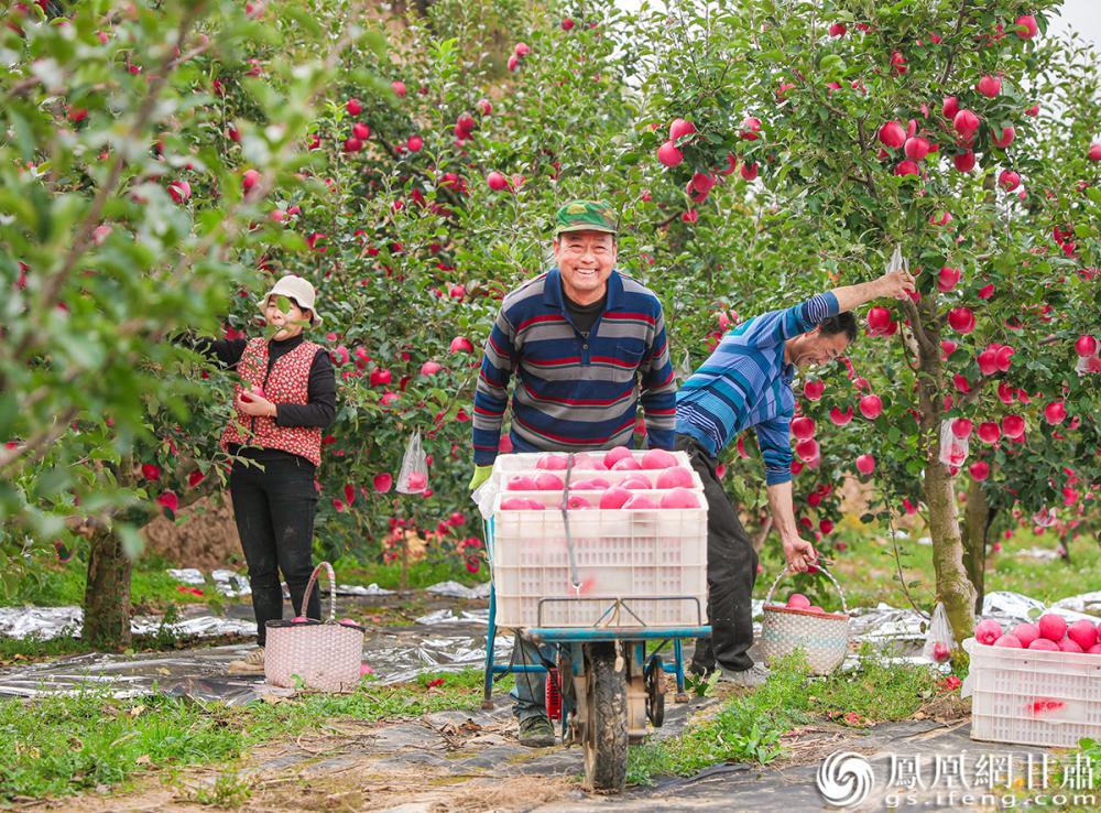 每逢苹果成熟采摘季，果农们幸福笑容洋溢在脸颊。秦安县融媒体中心供图