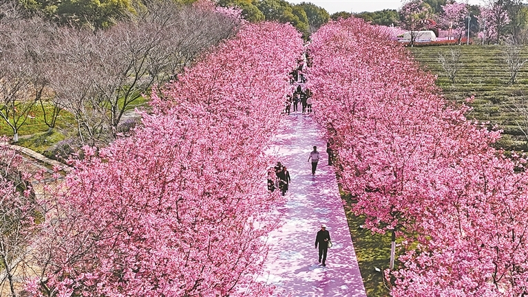 南昌县：樱花盛放 徜徉花海（图）