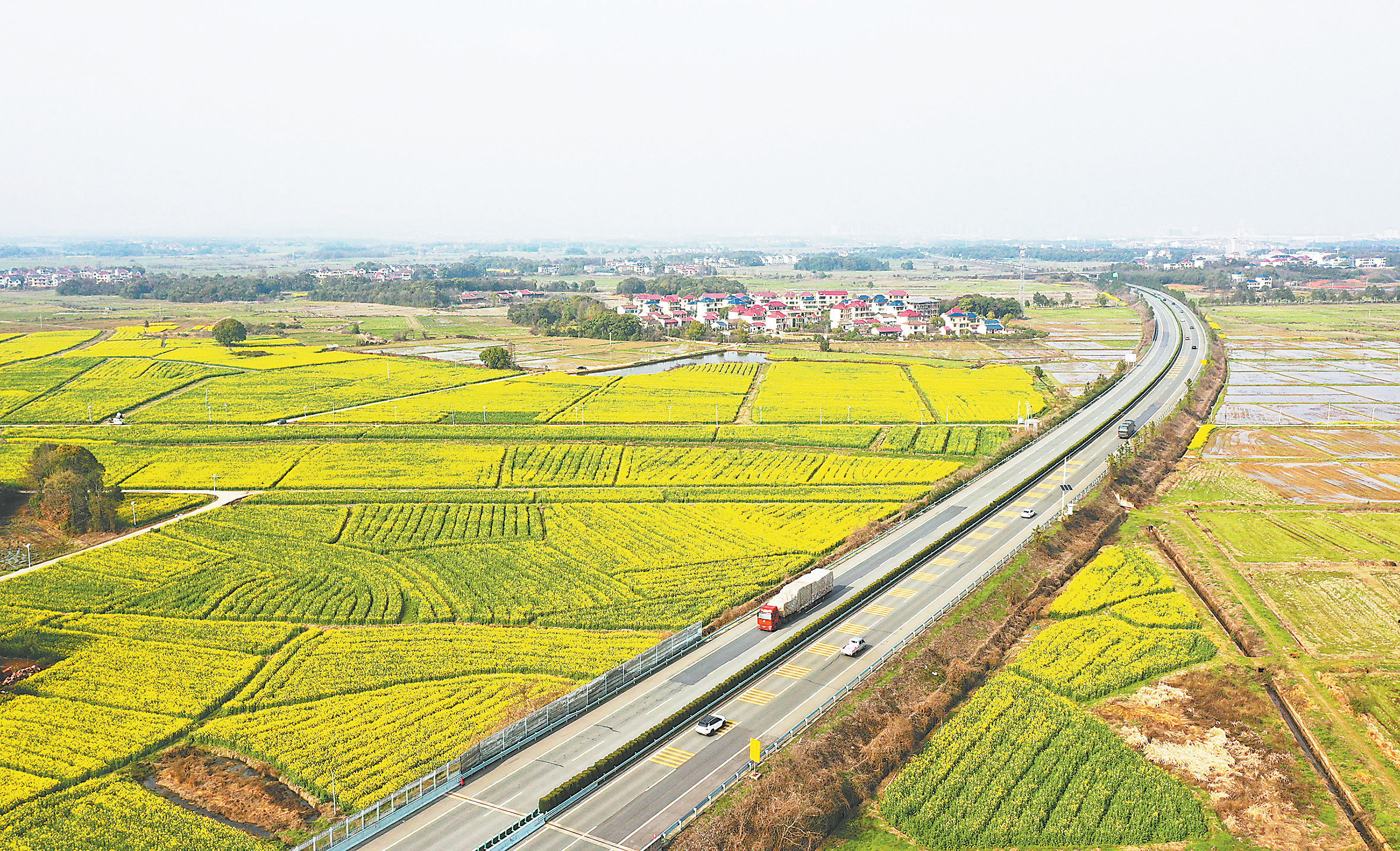 周末去哪儿？抚州东乡这片金色花海等你来