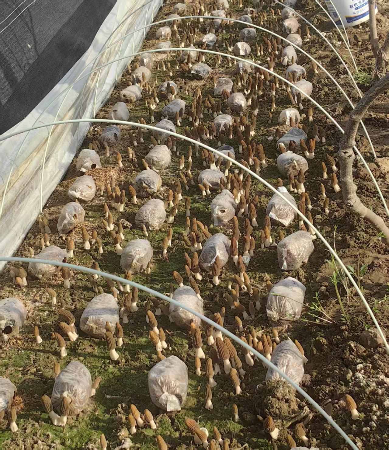 “菌养树 树护菌” “林下经济”蹚出生态循环新路子