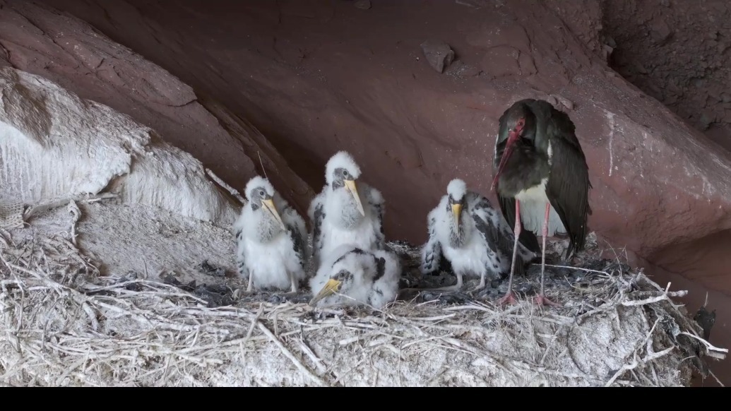 隐蔽监测　甘肃祁连山自然保护区成功记录黑鹳完整繁殖过程