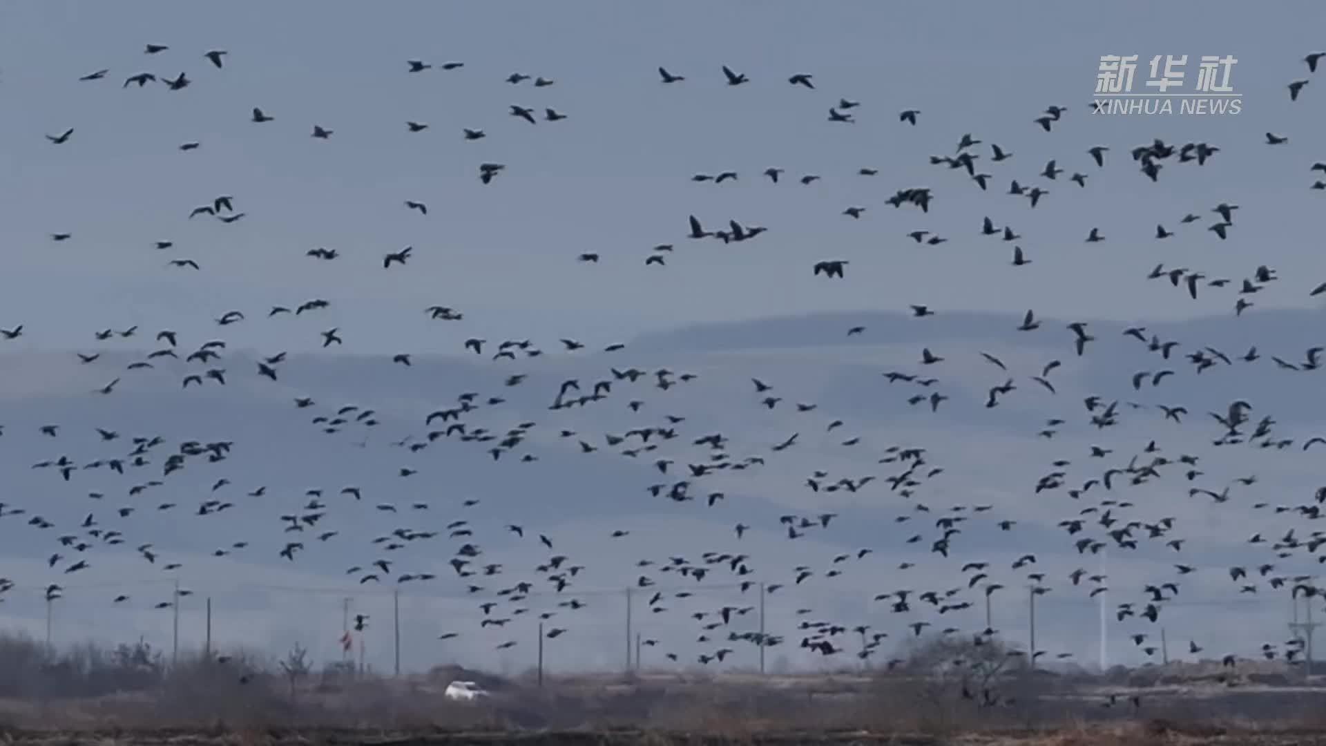黑龙江宁安：春暖雁归来