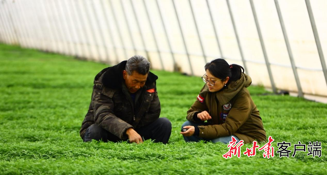 日光温室反季节当归育苗长势喜人 本文图片均由岷县融媒体中心提供