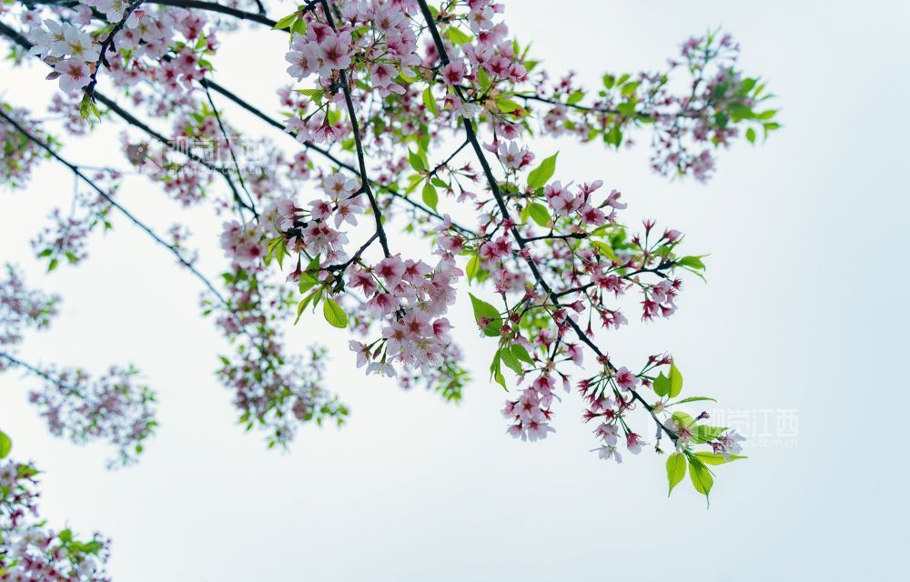 2026年3月20日，江西省金溪县合市镇游垫古村春雨如丝，樱花绽放，与柳条相映成趣。