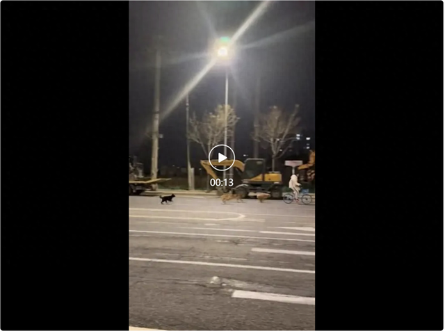 北京海淀一地现大批流浪狗追咬骑行者，目击者：二三十只，分两个狗群，每天都聚集；当地综治办：今晚开展联合执法，会持续跟进