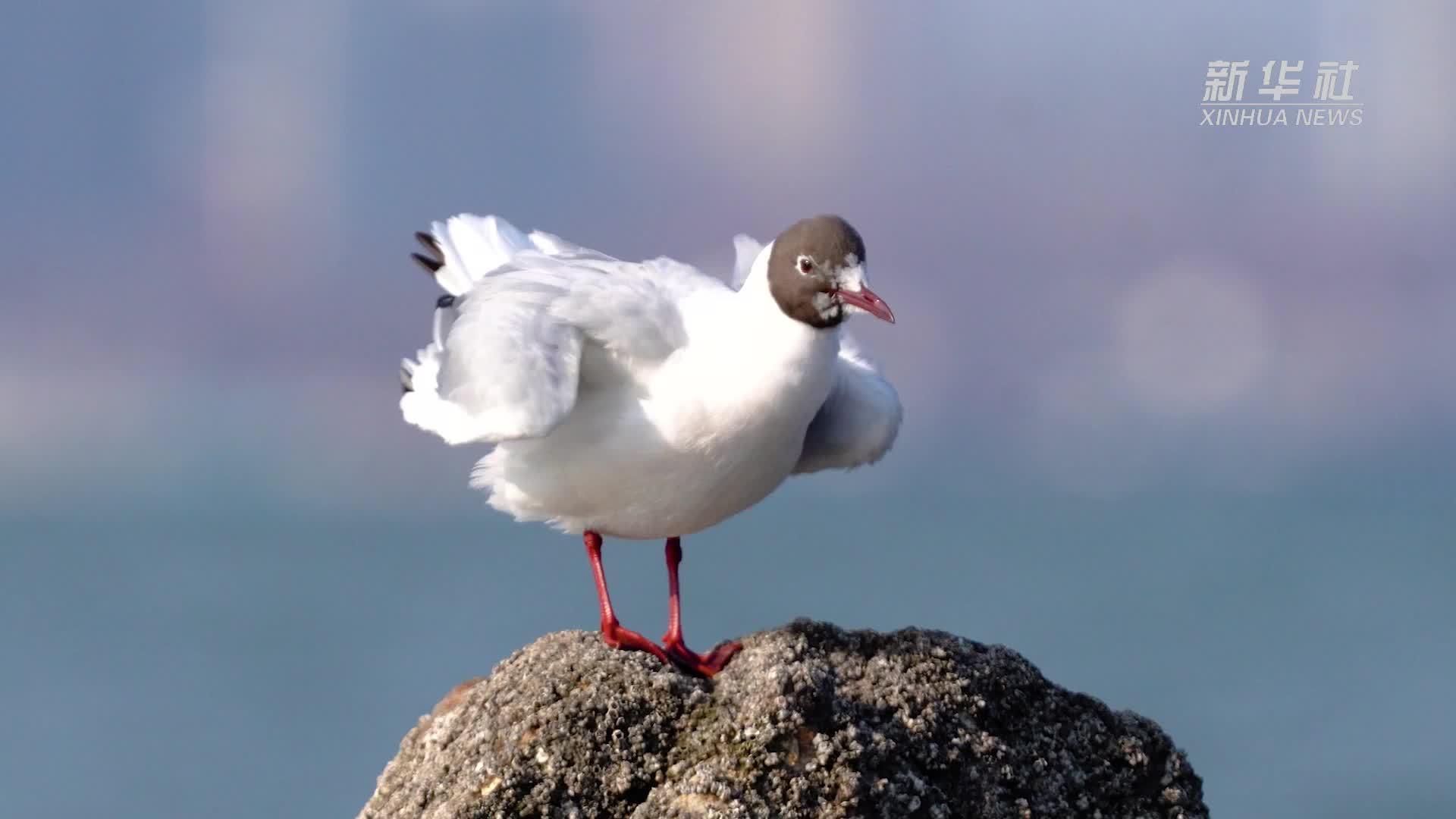 千城胜景｜河北秦皇岛：春归海岸 群鸥翩飞