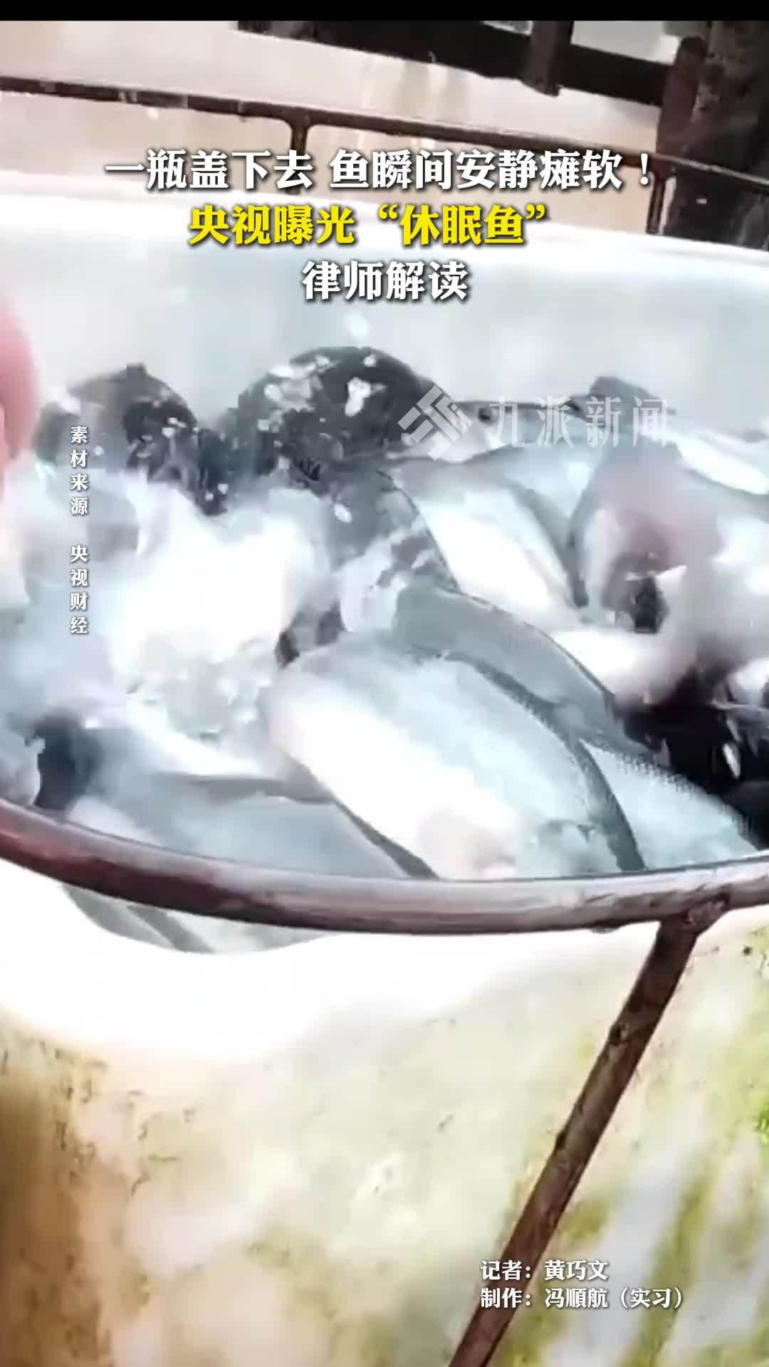 一瓶盖下去，鱼瞬间安静瘫软！央视曝光“休眠鱼”，律师解读