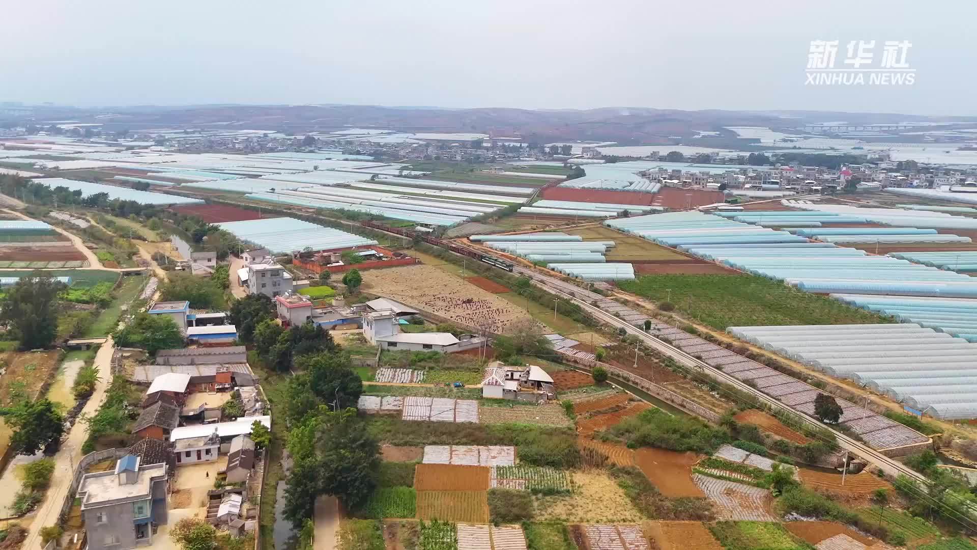 云南：“航空+冷链”护航高原蓝莓抢“鲜”出滇