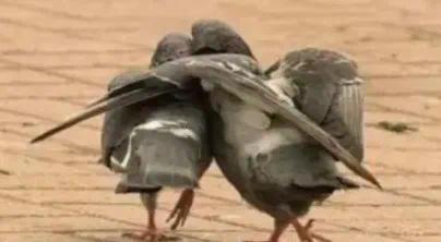 啧啧,华为这次的瓜,真的有点大啊