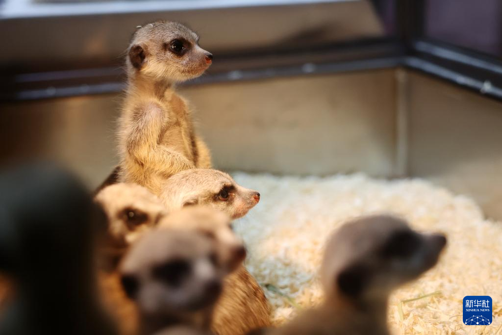 这是3月27日在2026西部宠物展兰州展上拍摄的狐獴　新华社记者　陈斌　摄