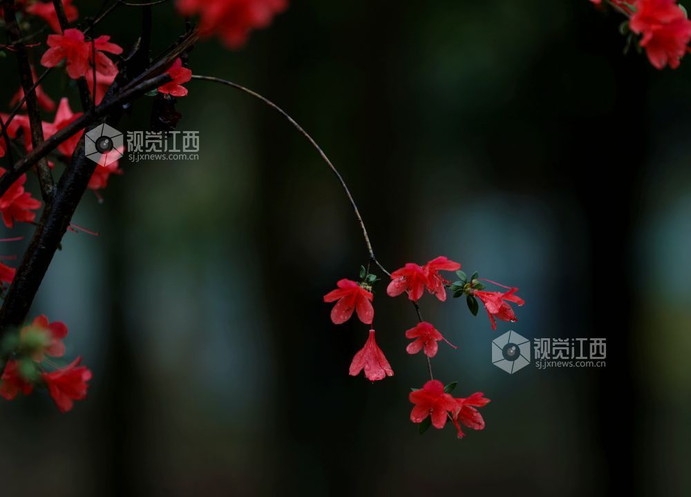 江西分宜:杜鹃花开红似火(图)