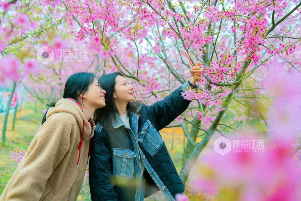 江西金溪：城乡处处花开春意浓（图）