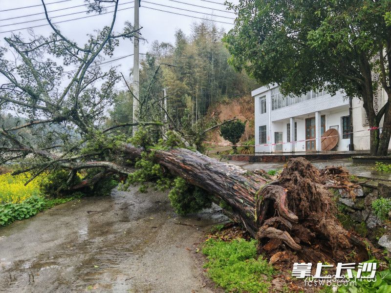 大风将古树吹倒。 均为受访者供图