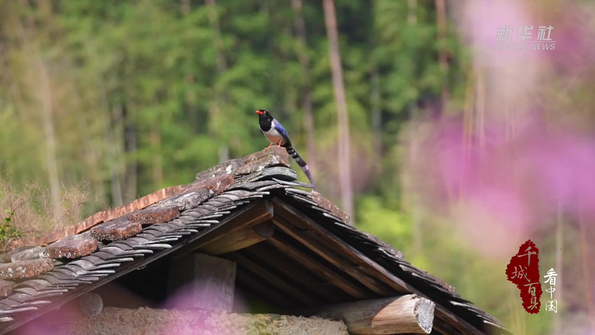 千城百县看中国·赏花季｜福建寿宁：春染下党 花漫古厝