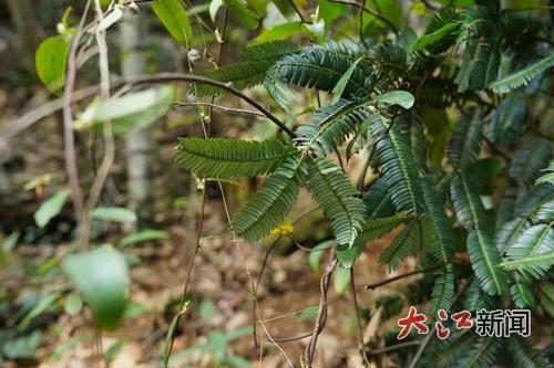 井冈山发现的篦子三尖杉