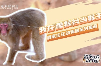 视频丨我家住在动物园（一）｜我在雪猴谷当猴王