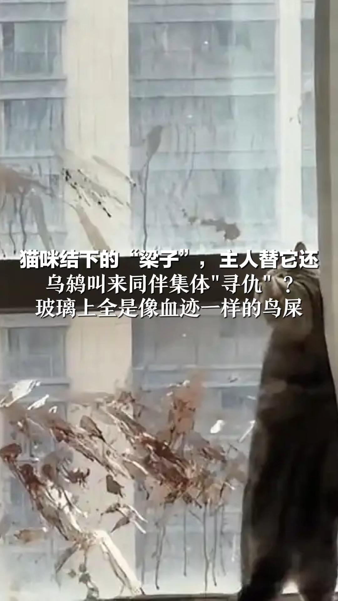 猫咪结下的“梁子”，主人替它还！乌鸫叫来同伴集体“寻仇”？玻璃上全是像血迹一样的鸟屎 住户：只能等它们消气再叫人清洗