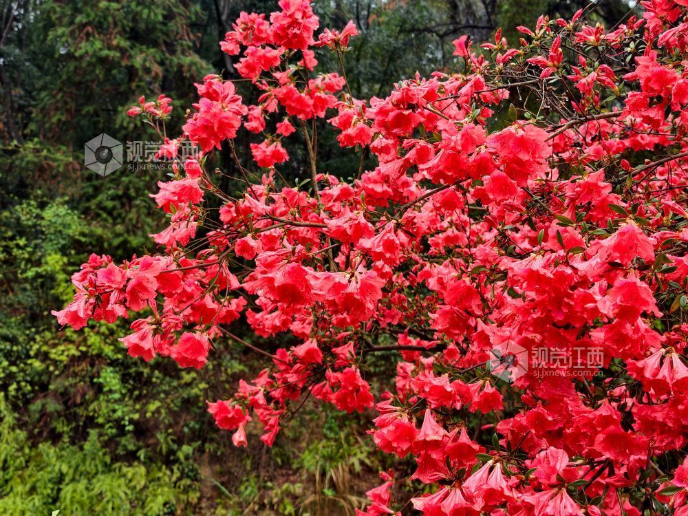 江西分宜:杜鹃花开红似火(图)
