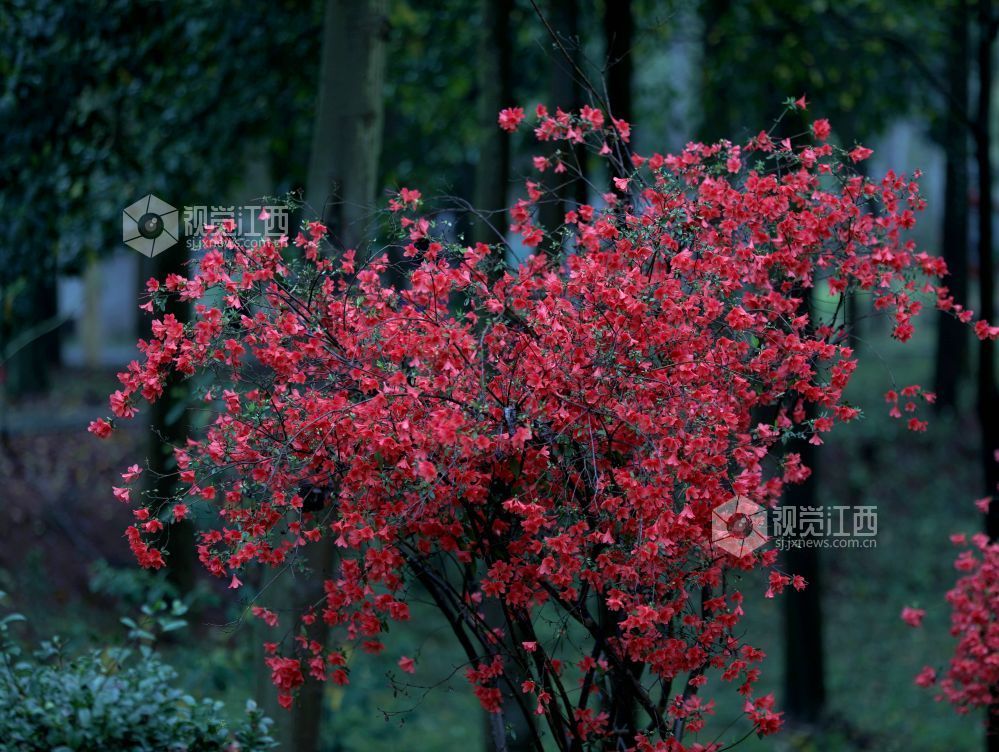 江西分宜:杜鹃花开红似火(图)