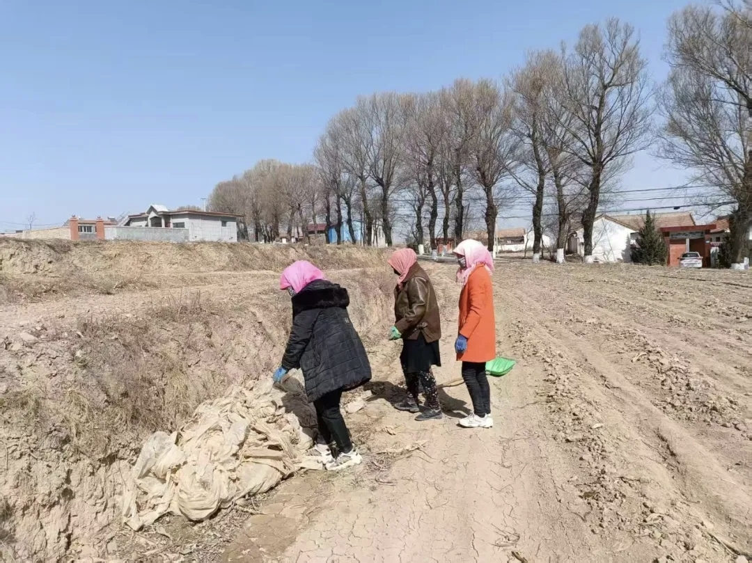 农户正在清理废旧农膜.jpg