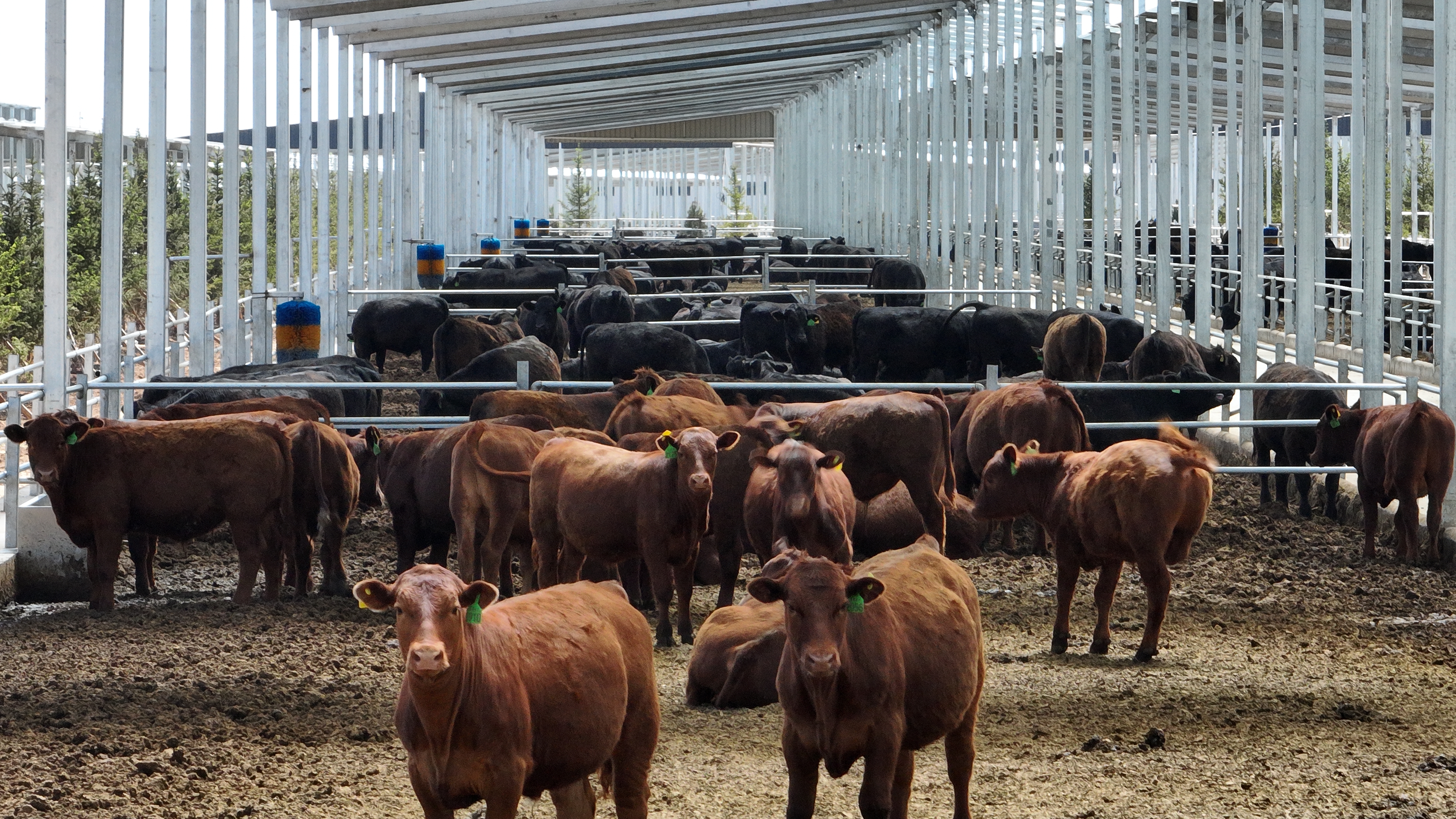 上良镇昊康牧业万头平凉红牛育肥基地