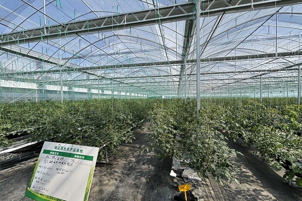 一颗番茄,凭什么“红”遍宁波?