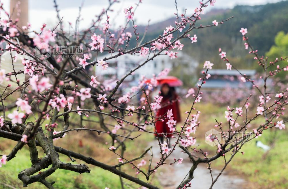 3月25日,永新县曲白乡的黄桃花竞相绽放,朵朵娇花挂满枝头,与青山绿水相映成趣,吸引众多游客纷至沓来。人们徜徉花海,赏花观景、拍照留念,尽享春日美好时光。