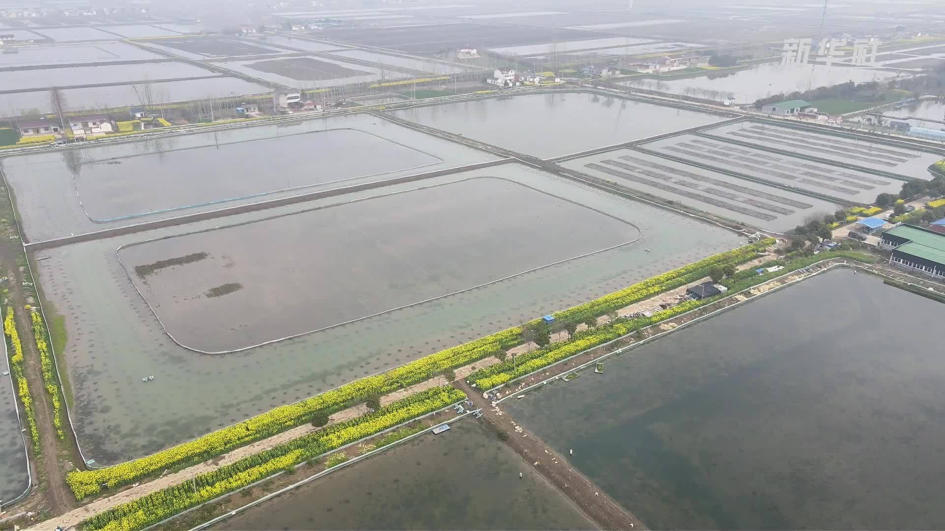 江苏金湖：AI蟹苗分选机提速蟹苗投放