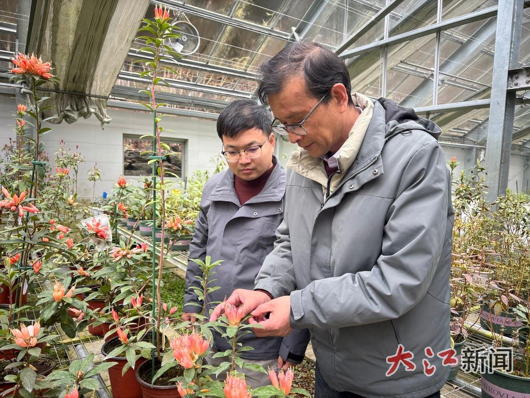 张乐华（右）和刘杰（左）在温室观察杜鹃花
