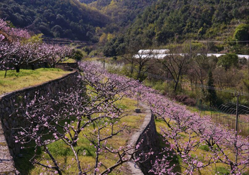 清明赴北仑｜花满山海茶煮春风，解锁春日限定浪漫
