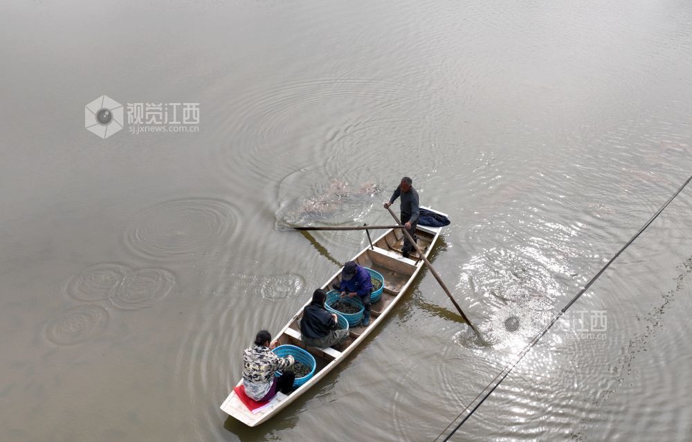 江西分宜：“水上春耕”种菱角（图）